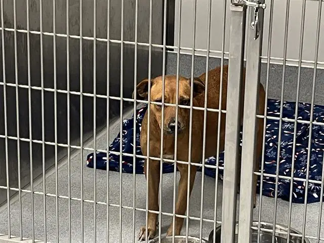 Tawny - American Pit Bull Terrier
