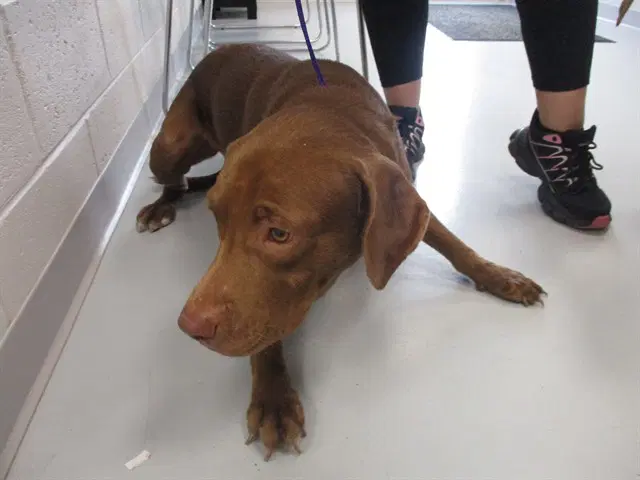 Patchy - Labrador Retriever
