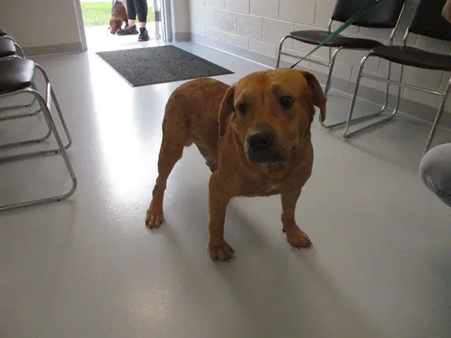 Gustav - Labrador Retriever