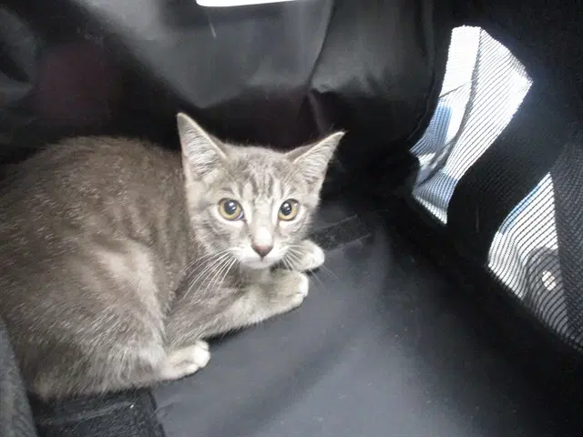 Sneakers - Domestic Short Hair