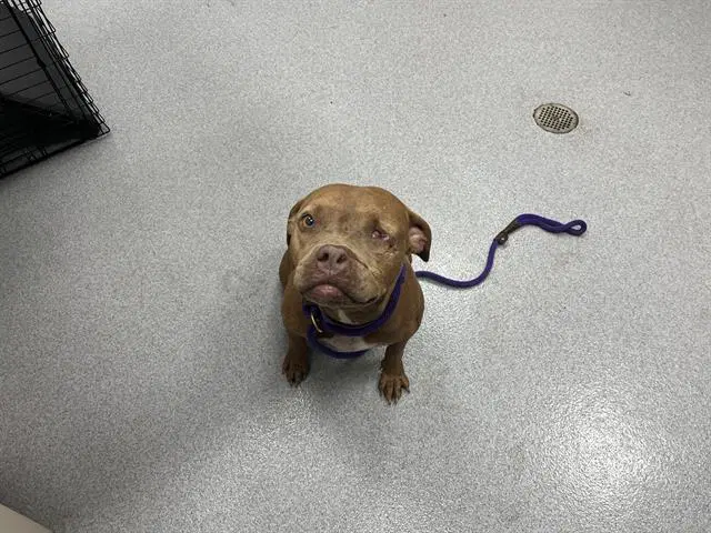 Arley - American Bulldog