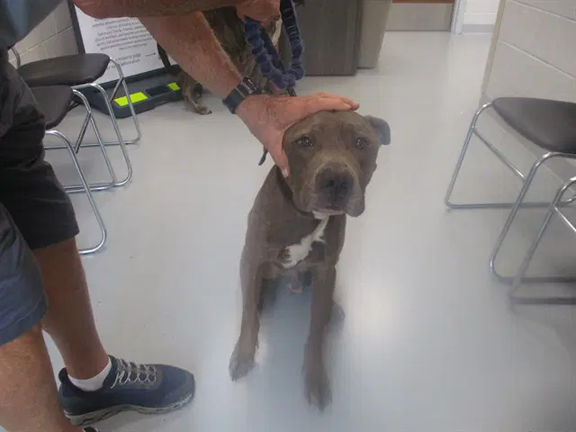 Unknown - American Pit Bull Terrier