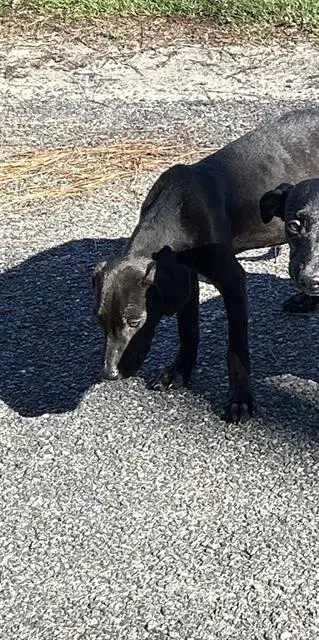 Unknown - Labrador Retriever