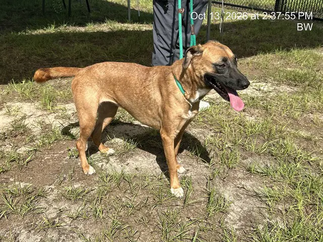 Hazel - Belgian Shepherd Malinois