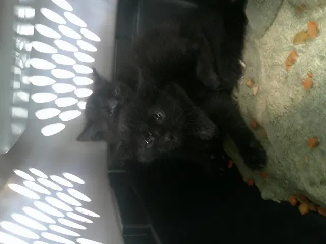 Unknown - Domestic Short Hair