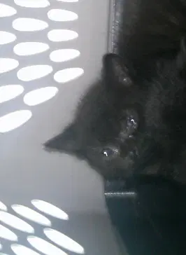 Unknown - Domestic Short Hair