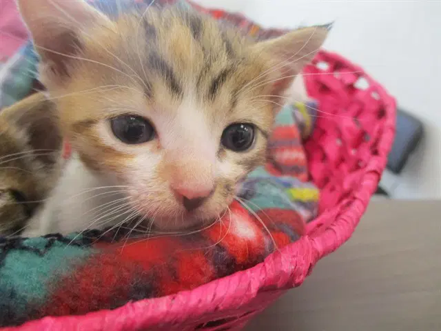Artic - Domestic Short Hair