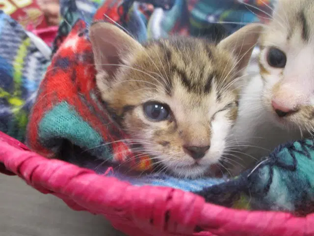 Bamboo - Domestic Short Hair