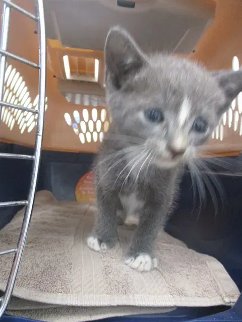 Mittens - Domestic Short Hair