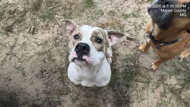 Puppy - American Pit Bull Terrier