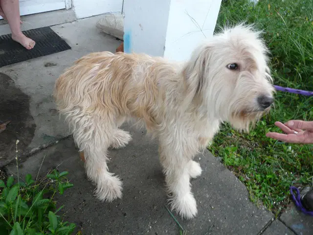 Snowball - Golden Retriever