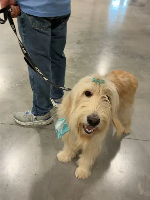 Snowball - Golden Retriever