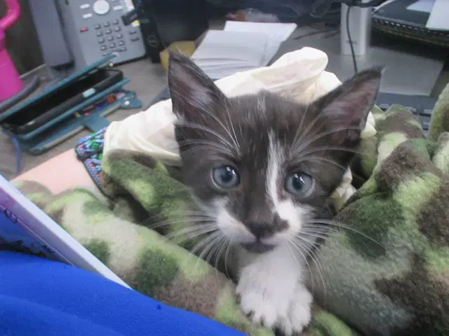 Gertie - Domestic Short Hair