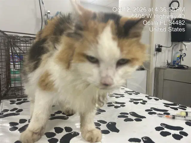 Princess - Domestic Long Hair