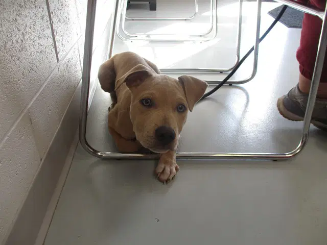 Ghost - Staffordshire Bull Terrier