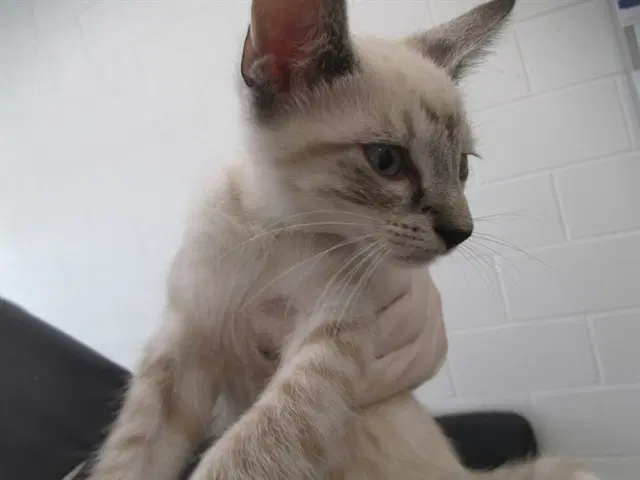Benny - Domestic Short Hair