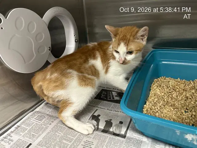 Pollo - Domestic Short Hair