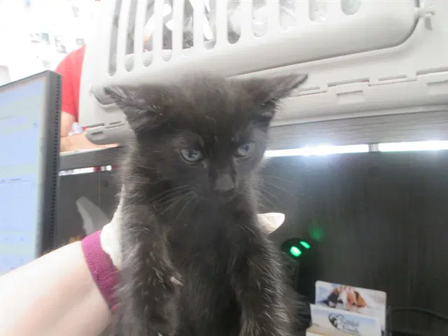 Professor - Domestic Short Hair
