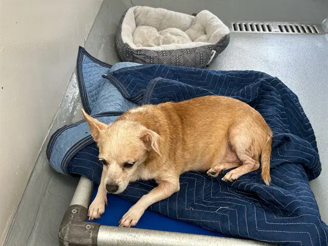 Potato - Chihuahua