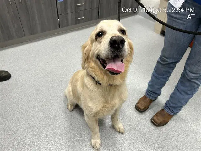 Blue - Golden Retriever