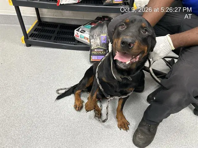 Promethius - Rottweiler