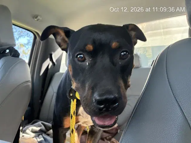 Unknown - American Pit Bull Terrier