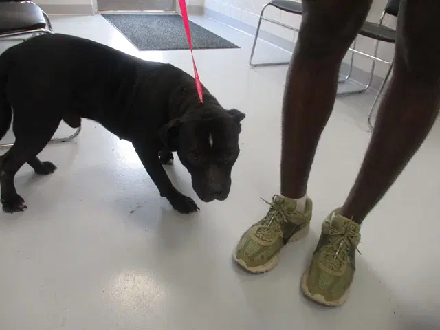Max - American Pit Bull Terrier