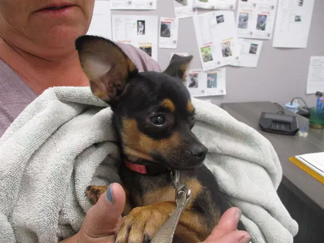 Mojo - Chihuahua