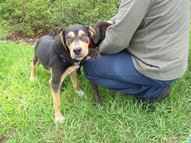 Unknown - American Staffordshire Terrier