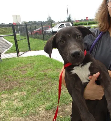 Unknown - American Staffordshire Terrier