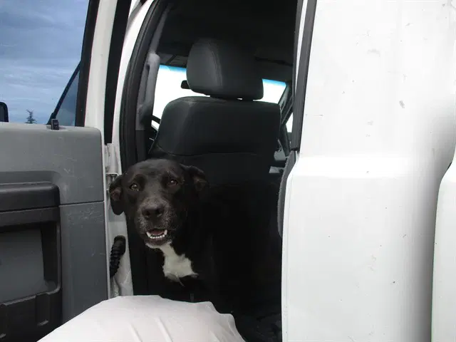 Unknown - Labrador Retriever