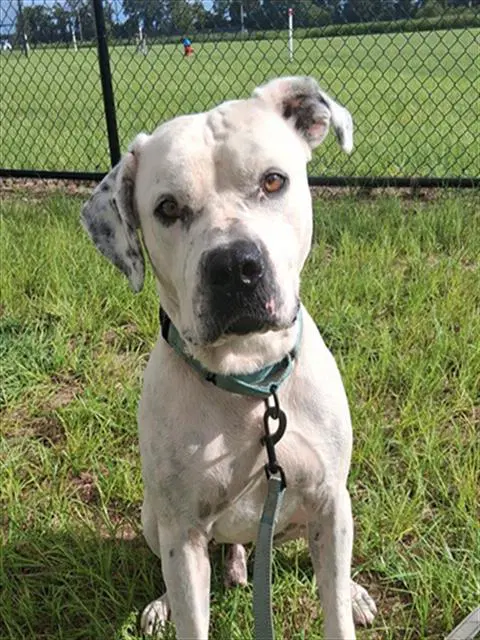 Smokie Joe - American Bulldog