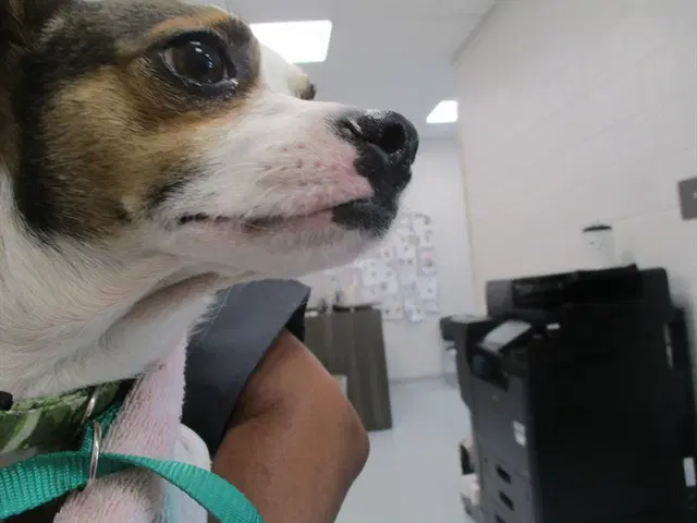 Jacko - Jack Russell Terrier (Parson Russell Terrier)