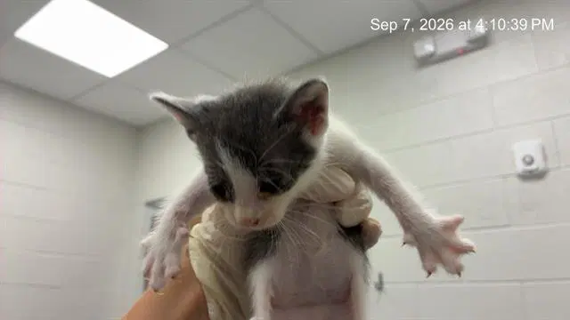 Fingers - Domestic Short Hair