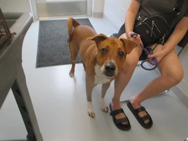 Slater - American Pit Bull Terrier
