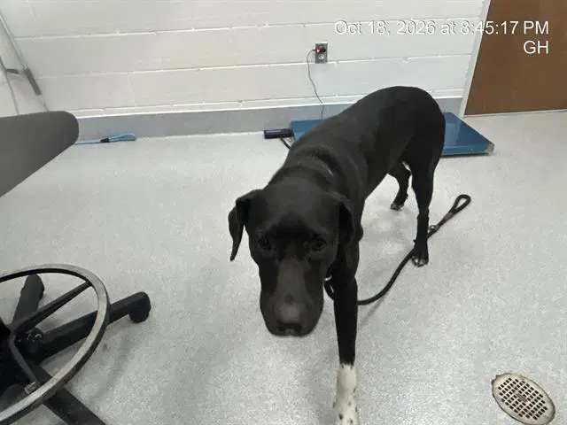 Max - German Shorthaired Pointer