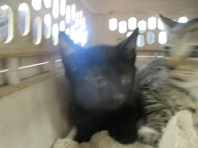 Unknown - Domestic Short Hair