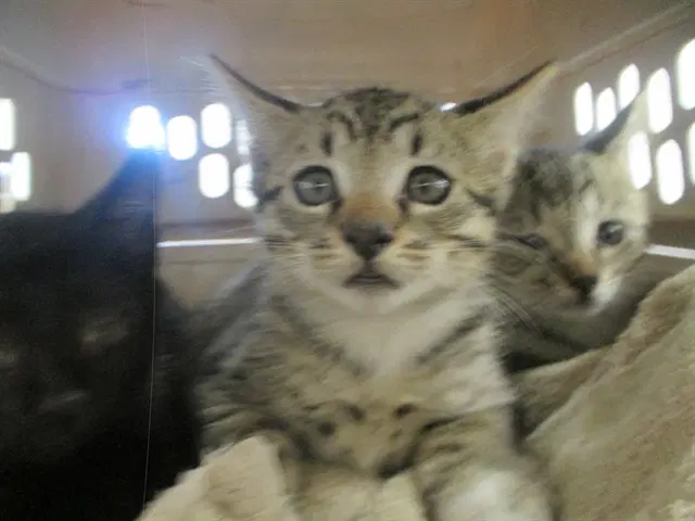 Unknown - Domestic Short Hair