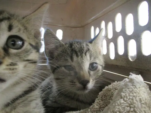 Unknown - Domestic Short Hair