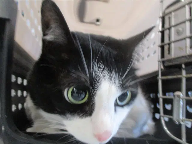 Ellie Mae - Domestic Short Hair