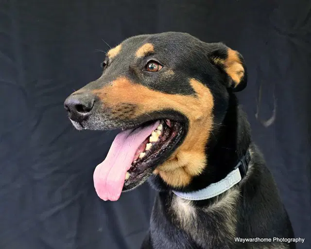 Buddy - German Shepherd Dog