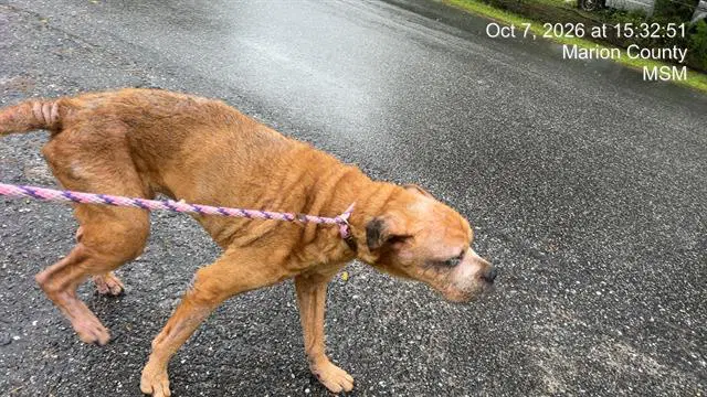 Margie - Boxer