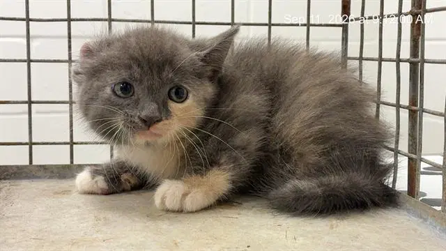 Kit - Domestic Medium Hair