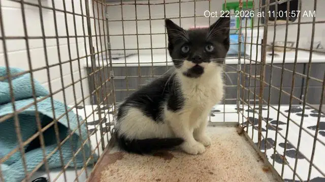 Unknown - Domestic Short Hair