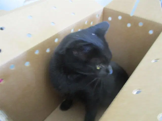 Banjo - Domestic Short Hair