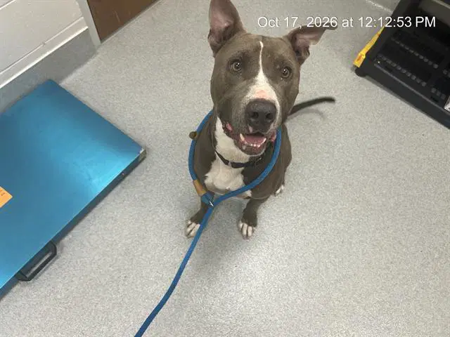 Tornado - American Pit Bull Terrier