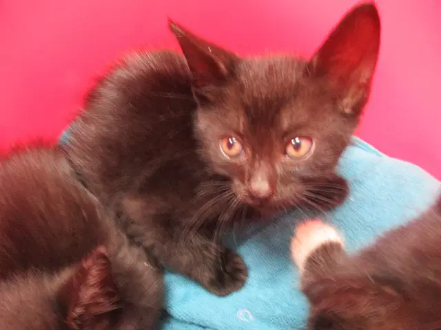 Pepper - Domestic Short Hair