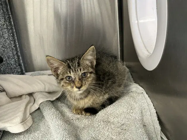 Oliver - Domestic Short Hair