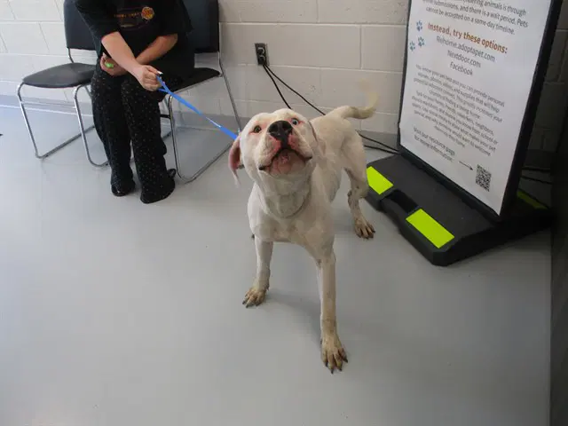 Unknown - American Pit Bull Terrier
