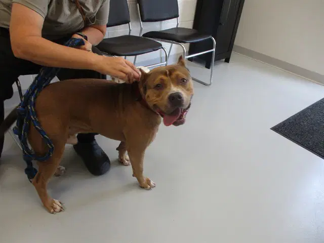 Max - American Pit Bull Terrier